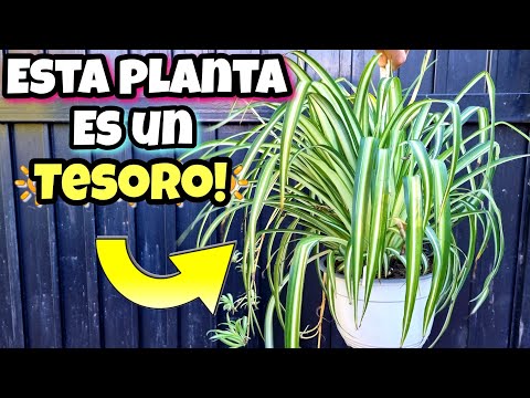 Video: Información sobre la cinta para semillas de jardinería: cómo usar la cinta para semillas en los jardines