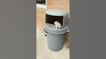 We found a squirrel in a trash can #funny #meme #original #mr.squirrel
