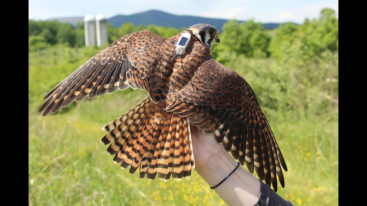Why are American Kestrels declining?