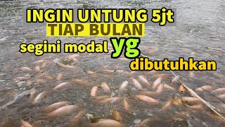 berapa modalnya agar dapat keuntungan 5 juta perbulan dari ikan nila