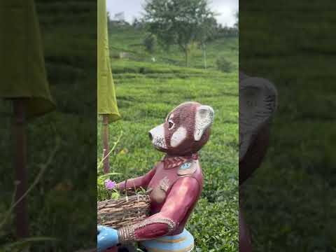 Temiteagarden Namchi Sikkim Teagarden Mountains Travel Clouds Shorts Peace