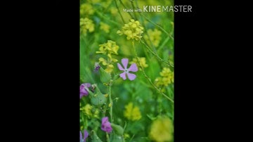 سورة العصر بصوت الشيخ ناصر القطامي 🖤