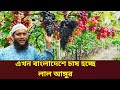এখন বাংলাদেশে চাষ হচ্ছে আমেরিকান রিলাইন্স  আমাদের রাজশাহীতে #grape #আঙ্গুর #agriculture