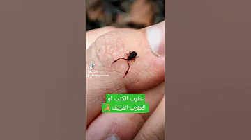 Pseudoscorpion Youtubeshorts Shorts لبنان عقرب عقارب افاعي Pseudoscorpion Scorpion حشرات 