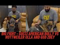 Big Fight Between Female Dogs Of The House - Gucci Vs Olla and Zoey 