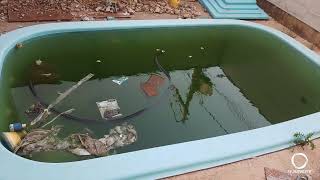 Moradores denunciam piscinas sem manutenção que se...