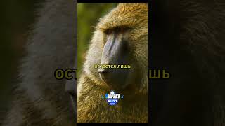 Начало пути Бакари #звери #animals #фильм