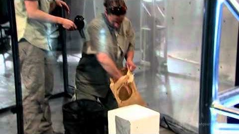 Fight Like an Animal-praying mantis