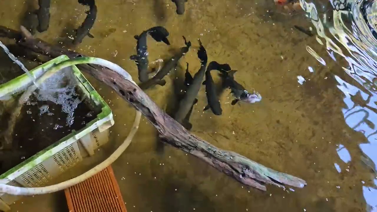 Arapaimas at the supplier... Wasamaki fish farm