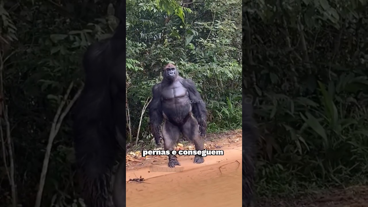O que FAZER se encontro um GORILA? #soulmarcossilva #curiosidades #animais #gorila #silverback