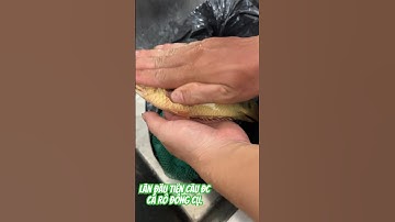 Cá rô đồng to nhất Việt Nam.  Cá rô đồng to.#fish #fishing #cauca