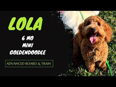 Lola | 6 Month Old Mini Goldendoodle | Advanced Obedience | Transformation | Small Dog Training