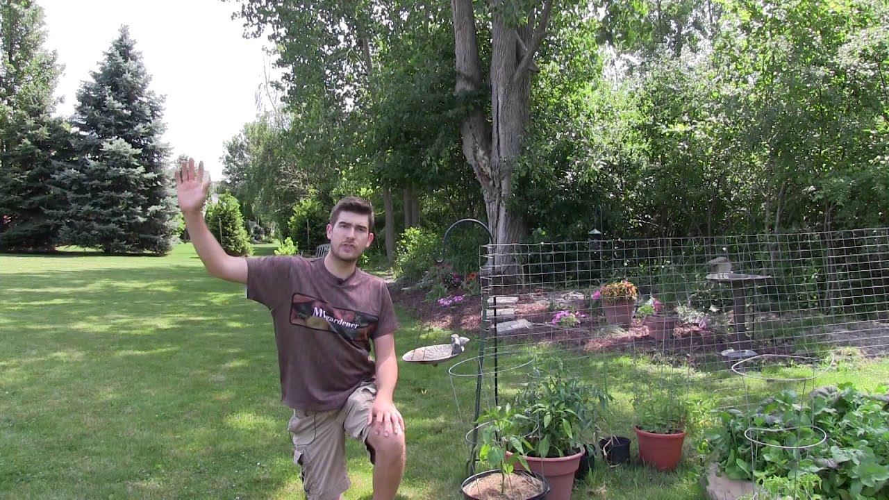 gardening for beginners vegetables How to Have A Successful Garden ~ Location & Sunlight
