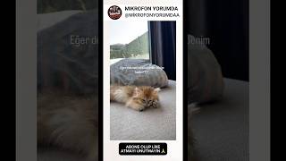 Abla kediyi çok darlamışsın galiba 😅🥰