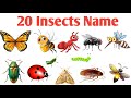 20 Insects Names in English and Hindi | Kids Learning Video
