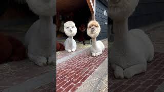 Celebrity Fascinating Gravity-Powered Sorting Machine in Action Profile