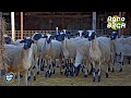 Χιώτικα Πρόβατα 🐑, Φάρμα Γερακίνα - Chios sheep, Gerakina Farm 🏁