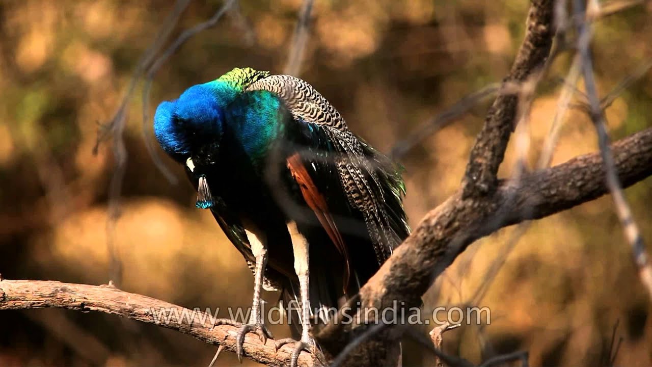 Indian Peafowl (Pavo cristatus) - a resident breeder in South Asia