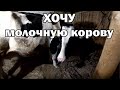 Как выбрать хорошую молочную корову?