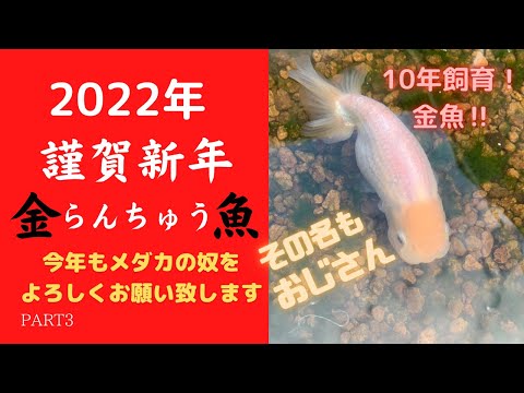 謹賀新年！10年飼育らんちゅう！その名も「おじさん」紹介します 