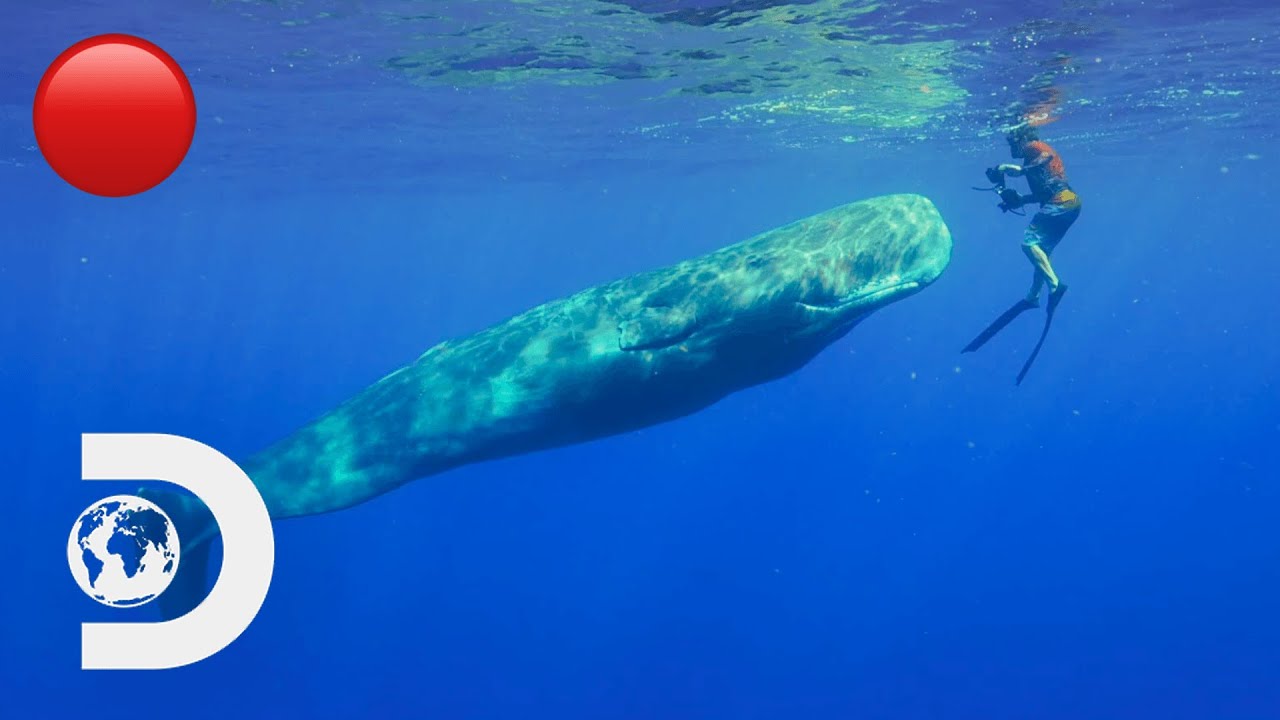 🔴 The Most Incredible Shark And Whale Sightings 🦈 | Chasing Ocean Giants