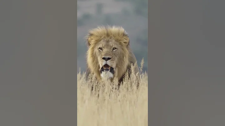 The Ultimate African Adventure part 1