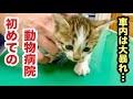 初めての動物病院で大暴れする野良子猫たち…車内は大騒ぎだったのに診察台に乗った瞬間ガチガチに固まってしまいました