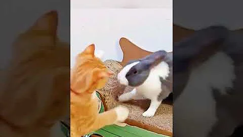 #funny #cats #cute #animals #comedy #cat #fyp #foryou #foryoupage #viral #video #pov #upage #bop