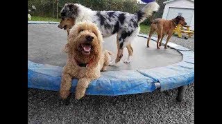 Puppies Playing On Trampoline Compilation 2018 [NEW] by TheCutenessCode 412 views 5 years ago 2 minutes, 38 seconds