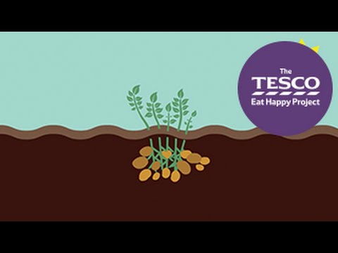 Video: A Fun Way To Reproduce And Grow Potatoes