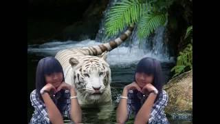 HERU   SKOTLET BAND wmv