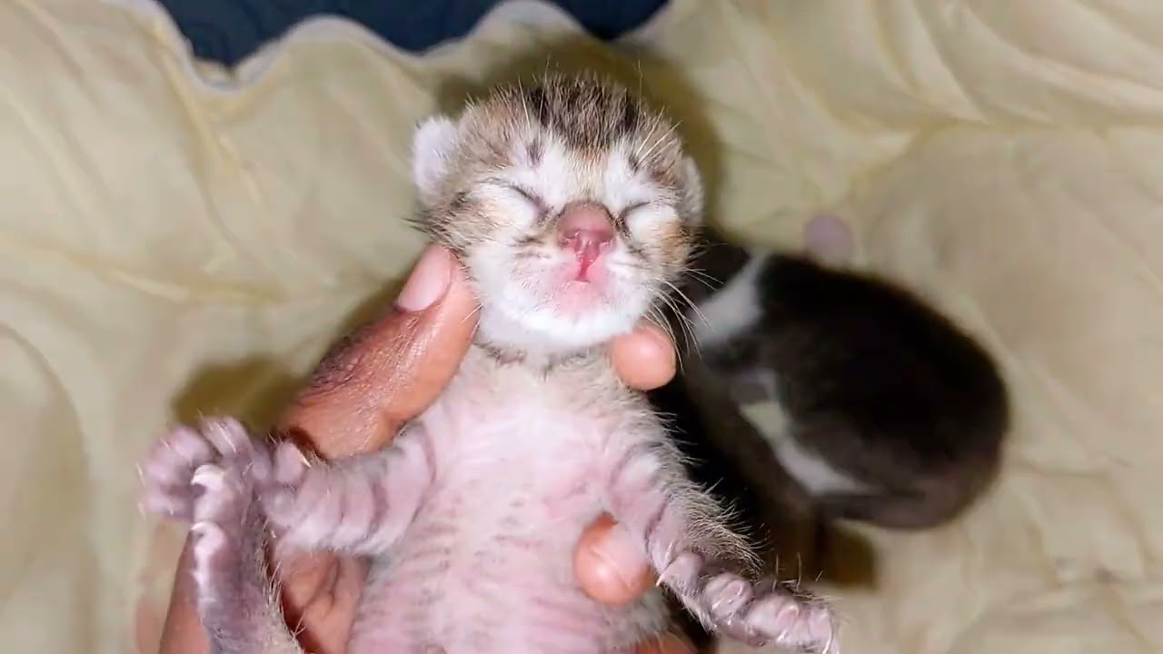 Cute Cat And Kitten videos || Cutest  baby kittens meowing #catvideo #animals #funnyanimals #kitten 