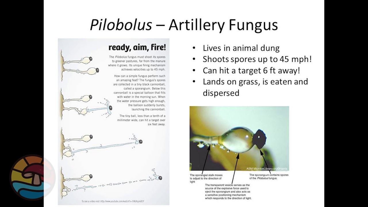 Fungus Fair 2021 - Life of Spores with Dr. Mary Ann Hawke