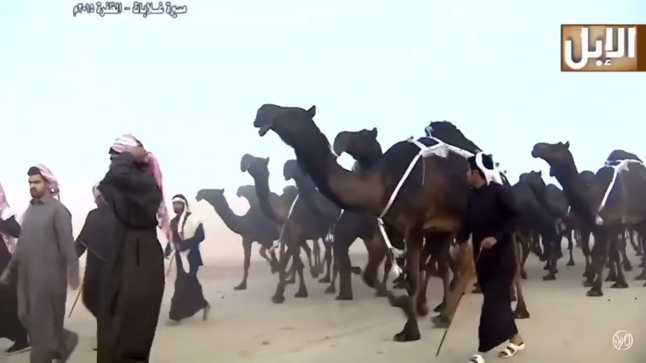 منقيه حشر ابن مسند السبيعي