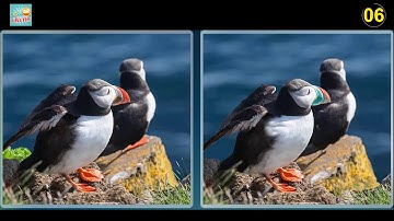 Tìm 5 Điểm Khác Biệt Giữa Hai Bức Tranh - Find The Differences