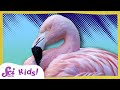 Why Are Flamingos Pink? | The Science of Colors! | SciShow Kids