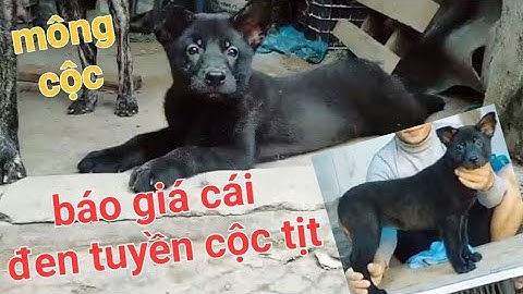 báo giá cái đen tuyện cộc tịt chó mông cộc đen tuyền