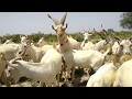 Farming white goats  small business goats