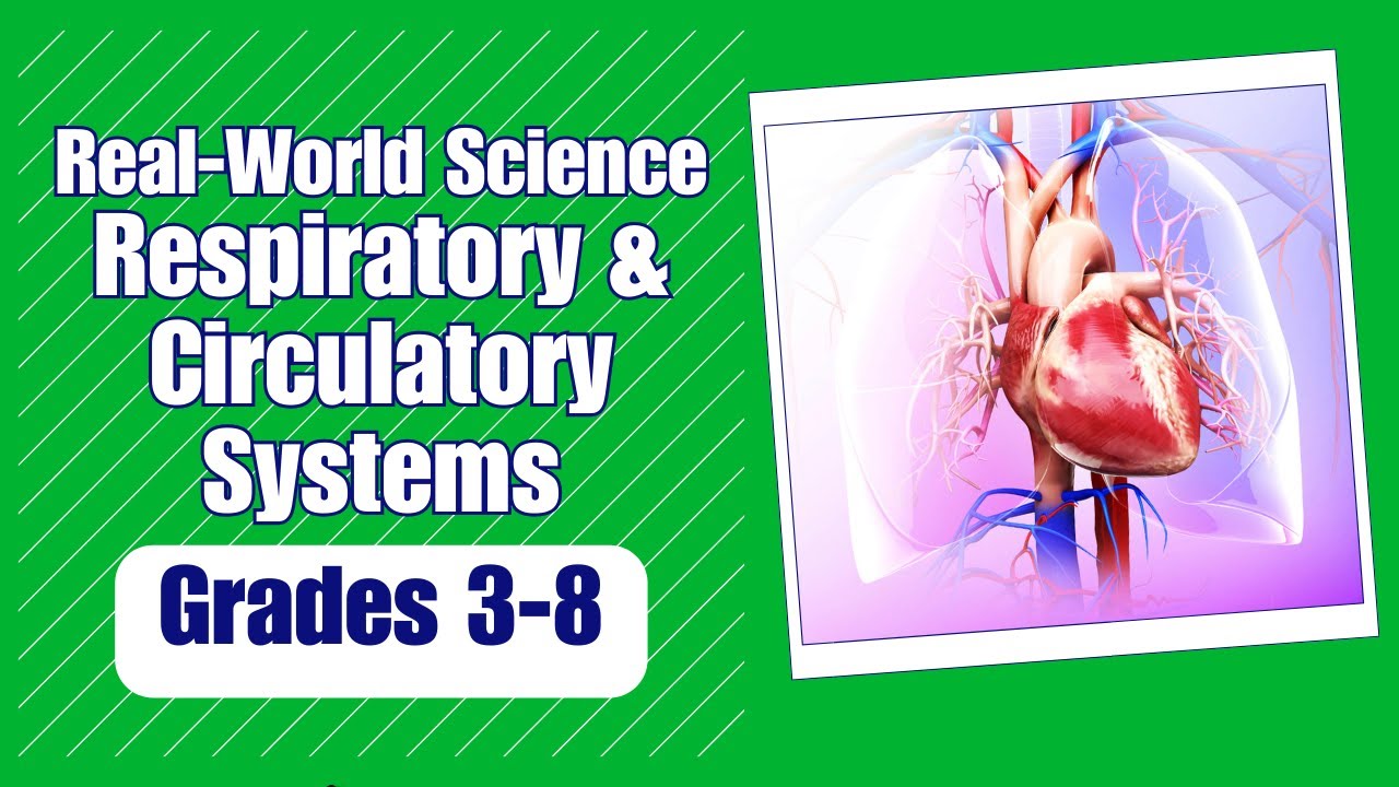 All About The Respiratory Circulatory System YouTube