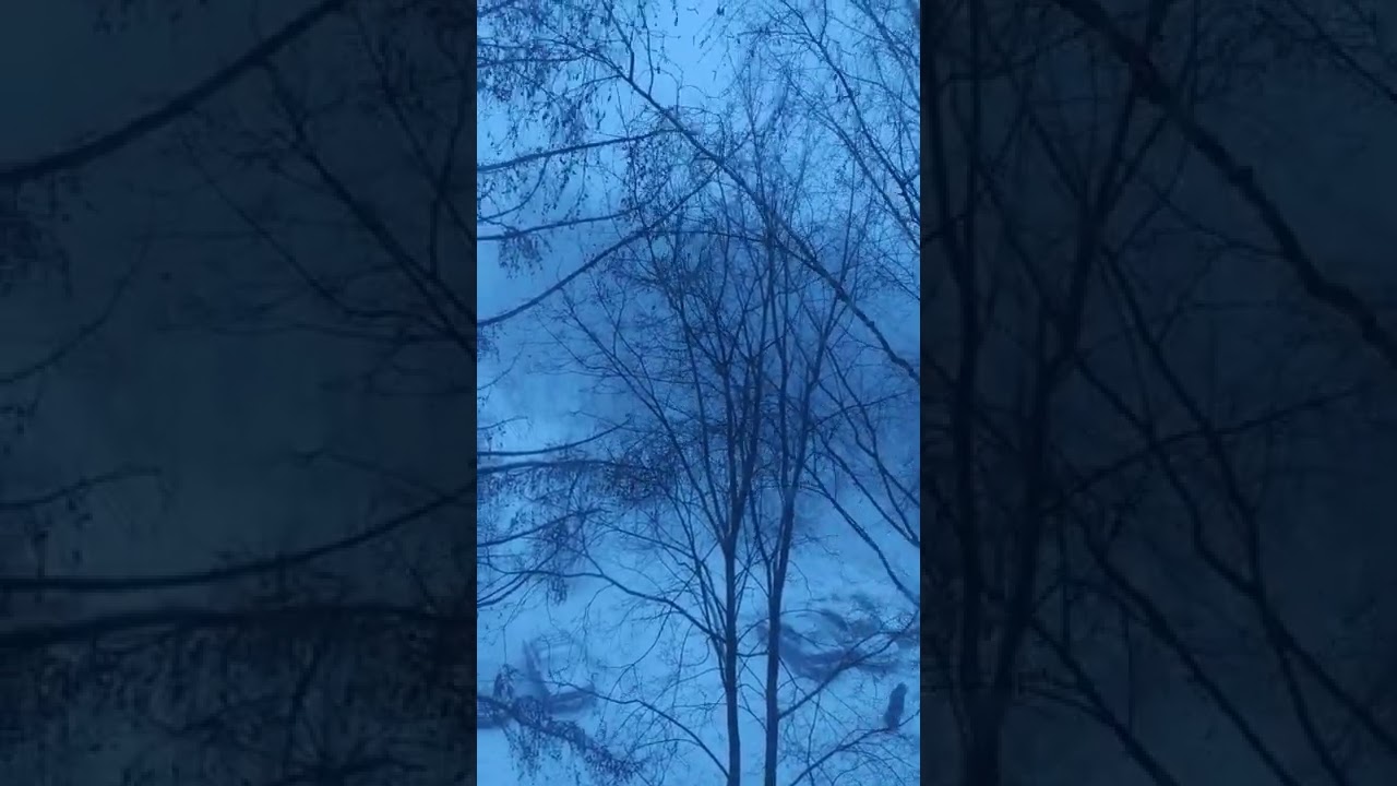 ну и погода сегодня🥴 ( мороз,солнце и затем метель ) YouTube