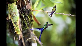 Violet Tailed Sylph Hummingbird - Bellavista Lodge, Tandayapa, Ecuador