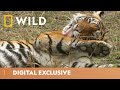 Indias tiger kingdom  asias wild secrets  national geographic wild uk