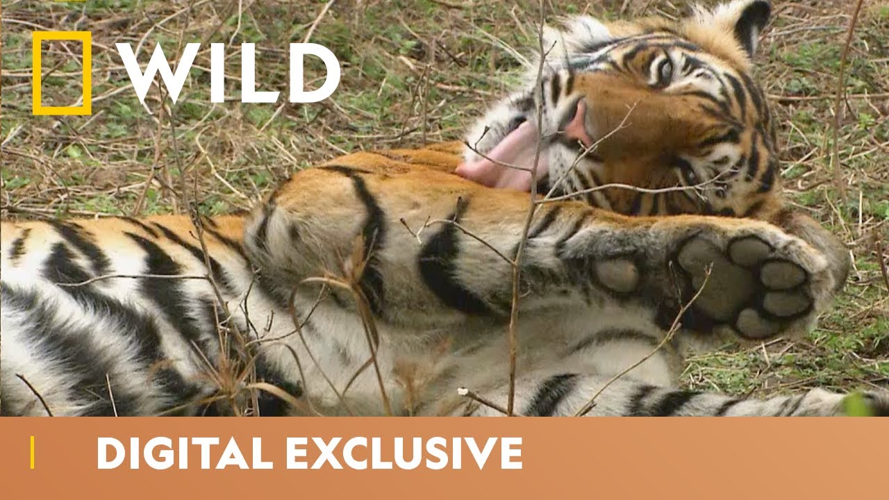 ⁣India’s Tiger Kingdom | Asia’s Wild Secrets | National Geographic Wild UK