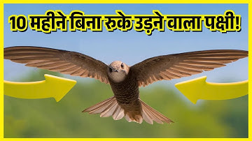 The Bird That Flies NON-STOP for 10 Months! 😱 | Common Swift Amazing Fact