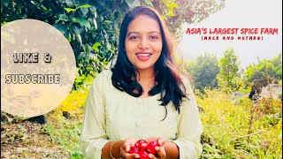 Asia’s Largest Spice Farm | Nutmeg and Mace | Kerala’s Biggest Spice Farm | The Andhra Mallu | Spice