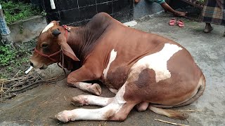 শেষ সময়ে বৃষ্টির মধ্যে জমেছে কুরবানির হাট | Qurbani Haat | Meradia Gorur hat | Dhaka