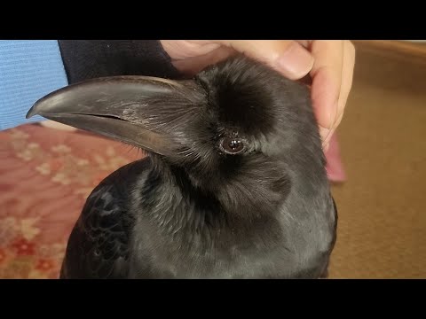 Happy the crow wants to play with the children and calls out "good morning"