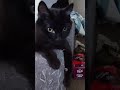 Adorable black cat just hanging out.  #catshorts #subscribe #cat #kitten #blackcatsrule