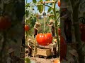 How Do Tiny Farmers Harvest a Giant Tomato? 🍅 | Miniature World #Shorts #miniatureworld