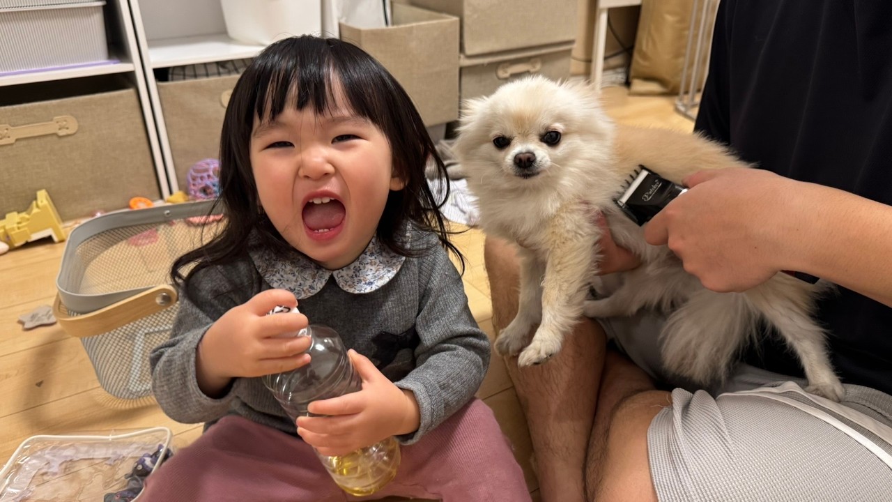 毛玉のバリカンカットをする飼い主とそれを楽しみに暴れ散らかす1歳児とポメチワ